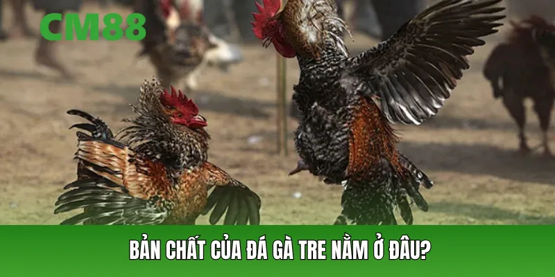 luat-choi-dja-ga-tre-djuoc-van-hanh-ra-sao