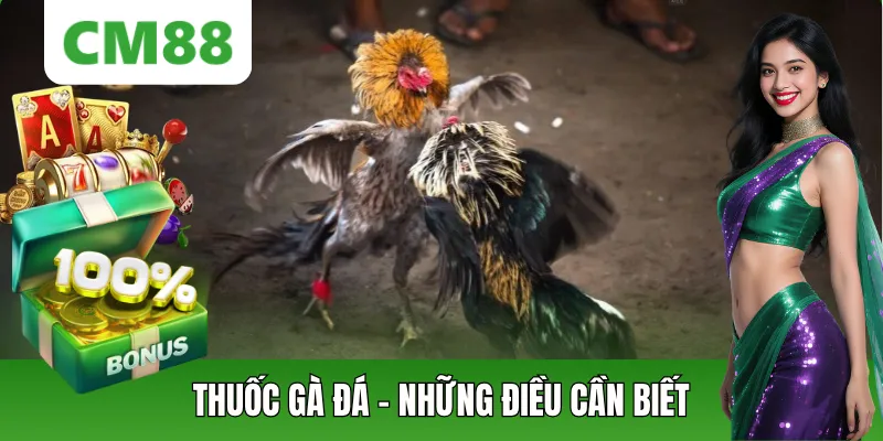Thuốc Gà Đá Là Gì? Rủi Ro, Lưu Ý Và Góc Nhìn Tại CM88