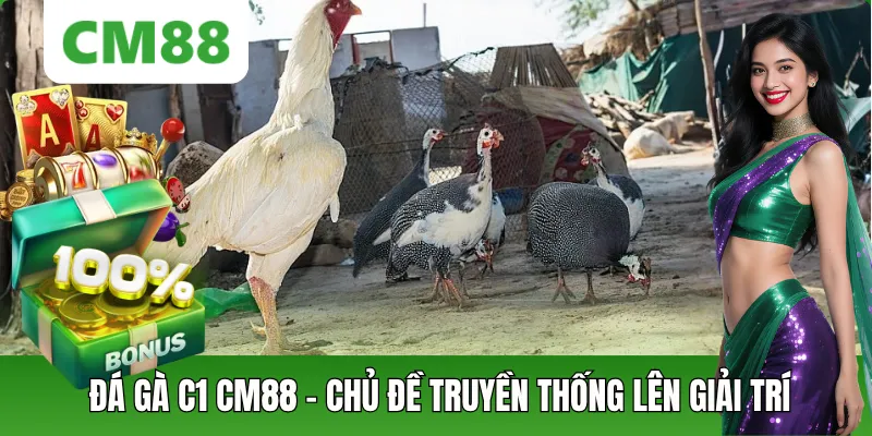 Đá Gà C1 Khái Niệm, Sức Hút Và Những Điều Người Xem Cần Biết