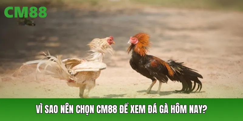 Vì sao nên chọn CM88 để xem đá gà hôm nay?