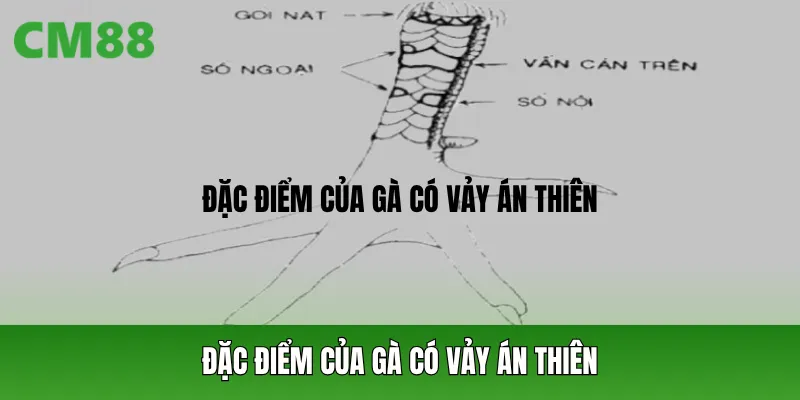 Vảy án thiên là gì?