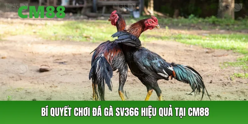 Bí quyết chơi đá gà SV366 hiệu quả tại CM88