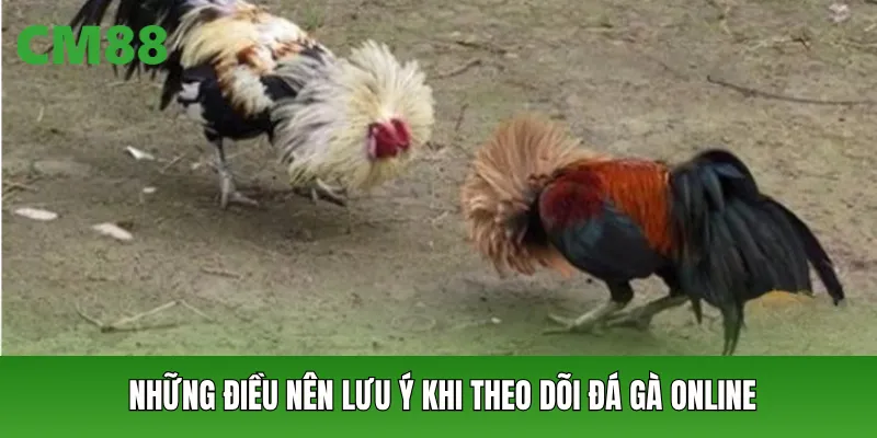 Những điều nên lưu ý khi theo dõi đá gà online