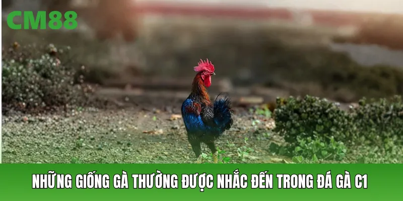 Những giống gà thường được nhắc đến trong đá gà C1